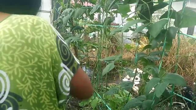 Panen kacang panjang di pekarangan rumah