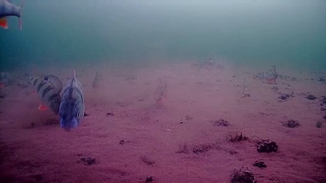 ПОДВОДНАЯ СЪЁМКА ОКУНЯ