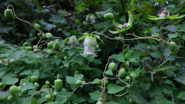 만삼 -Pilose bellflower -Codonopsis pilosula (Franch.) Nannf.