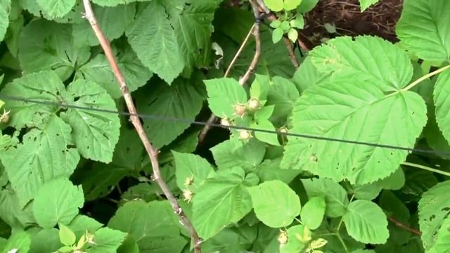 Heritage Raspberry Update For Mid June.