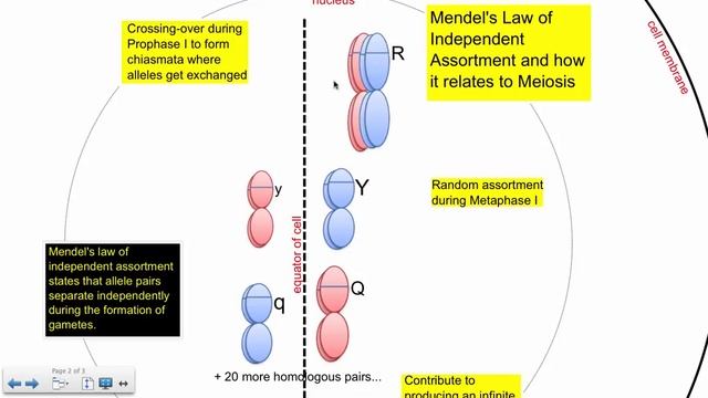 Mendel's 2nd Law and Meiosis (IB Biology)