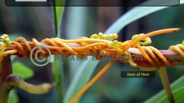 Roots- Modifications and Functions