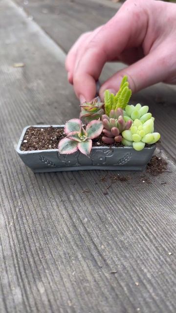 Planting Mini Succulents
