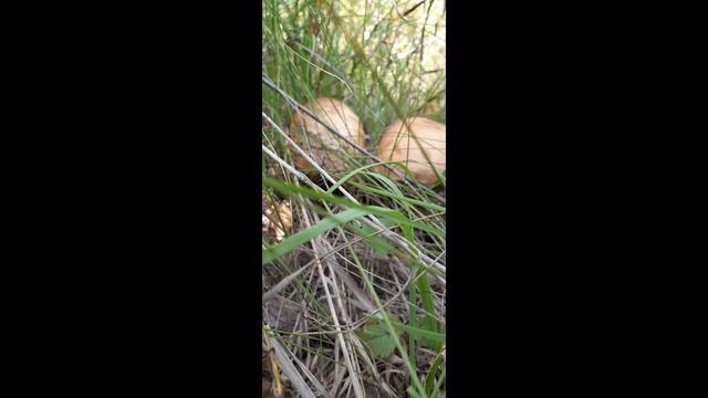 lv_0_20250216094857_001.mp4