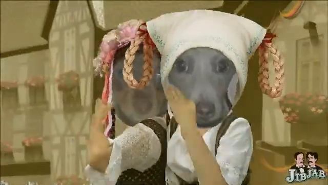 German Polka starring the Waggin' Tails Dachshund Puppies