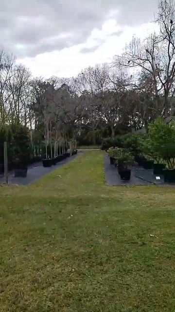 Hollies Farm & Garden Palm 🌴