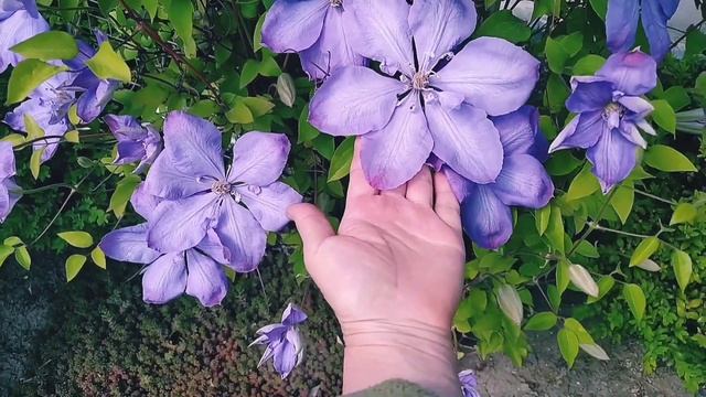 Дейція і Ломиніс  заворожують своєю  красою. Відправляю рослини.
