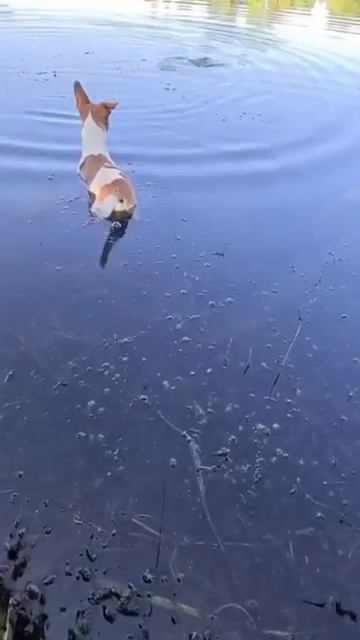 Помошник.mp4