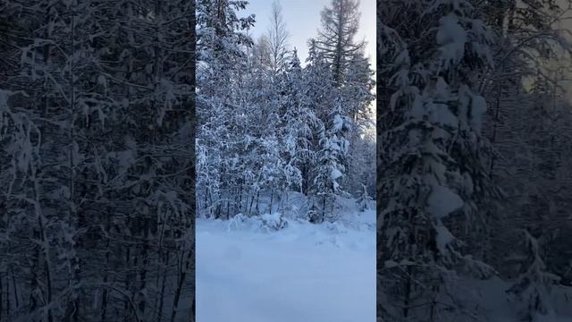 ВСЁ В СНЕГУ . ЗАБЫЛ ЛЫЖИ . ДОБЫЛ РЯБЧИКОВ #хмаоюгра #хобби #тайга #охота #hunting #sarsılmaz #зима
