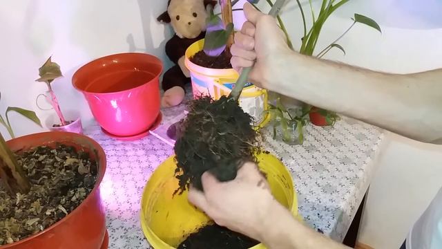 Transplantare Lamai / Repotting lemon tree