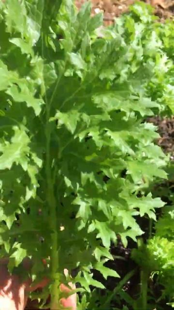 How to Harvest Mustards - Man in Overalls