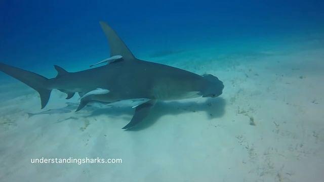 Getting close to the great hammerhead shark
