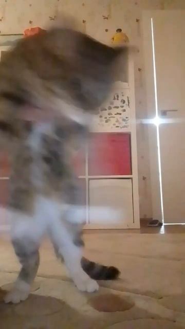 #мойпитомец #cat #dance