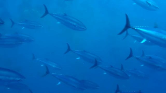 Tuna Pens Dive, Bugibba, Malta