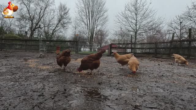 Куры несушки свободного выгула и их обычная куриная рутина – эпизод (39)