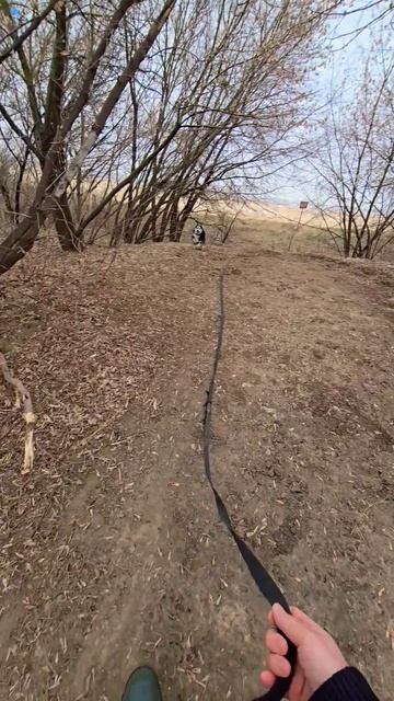 Хаски Дик тренировка на горке)