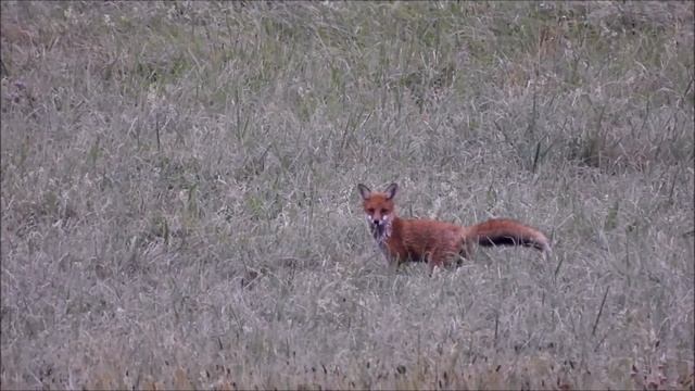 Lovec hrabošů II. ,Field vole hunter.II. ,Охотники на полевки II.