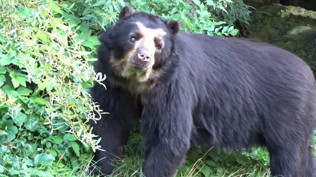 Juan, the spectacled bear and the tomato