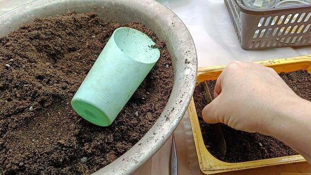 Большой посев перца в ящички и стаканы