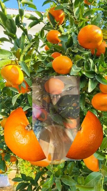 #ORANGE #MAGIC  #FRUITS #TRENDING #VIRAL