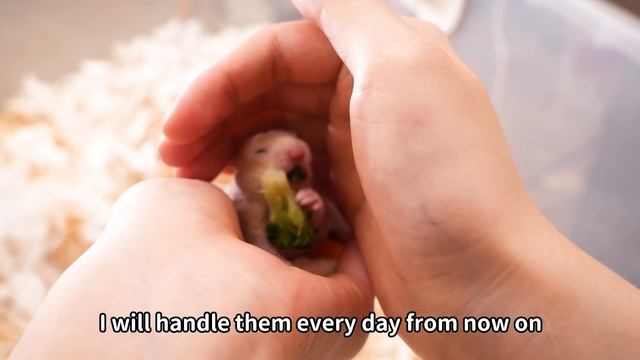 Pups' First Time Outside - Baby Hamsters Episode 2