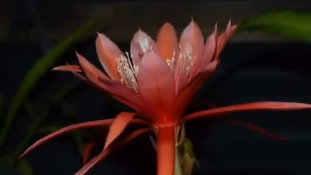 EPIPHYLLUM