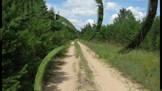 воздух лесной