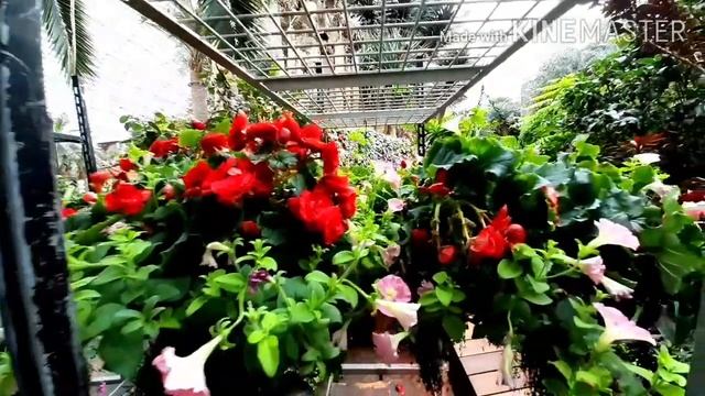Lets Visit the Beauty of Flower Dome SINGAPORE