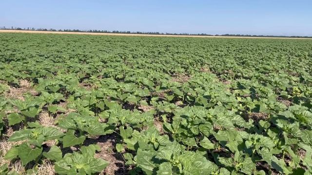 25.06.2023 р. Огляд соняшника. No-till vs Класика. Строкаті посіви.