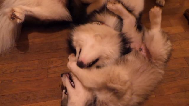Husky ,Siberian Husky  pups