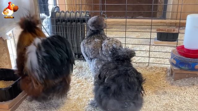 Идеальное птицеводство достойно восхищения 🐓🦆🦢🦚🦃🐔 эпизод (36)