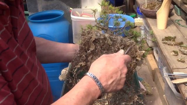 Bonsai Kiefer - Pinus sylvestris - umpflanzen