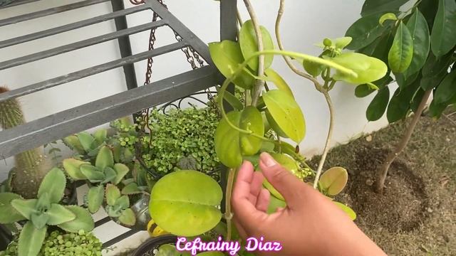 Su FLOR dejara  perfumado todo tu jardín - Como CUIDAR la planta HOYA CARNOSA para que florezca.