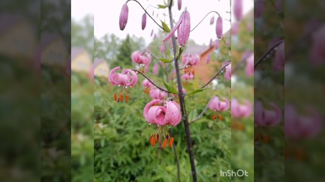 Лилия мартагон