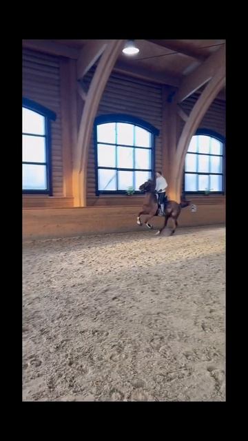 Оголовья Anky придают скорости. Наш телеграм: @gd_horse_shop