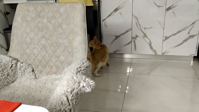 Last video Alice.Последнее видео Алиса.