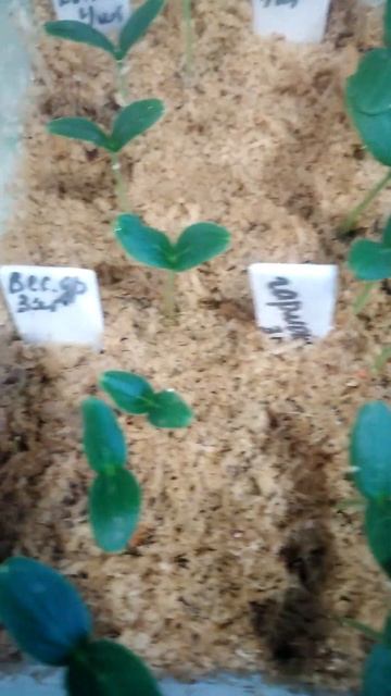 Посев в опилки. Сразу видно, какой огурец взошел, какой потерялся.