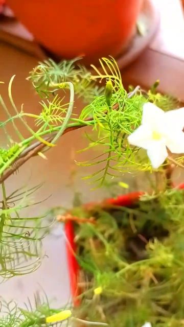 White Cypress Vine