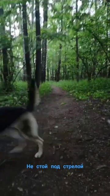 Ветер с Востока Ириска