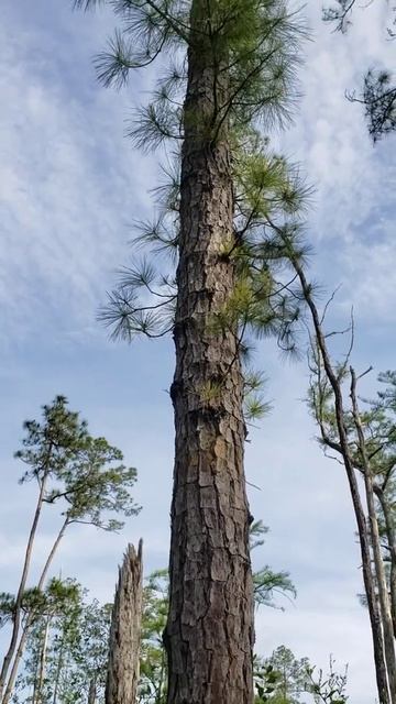 Pond Pine (Pinus serotina) at University of Florida Austin Cary Forest