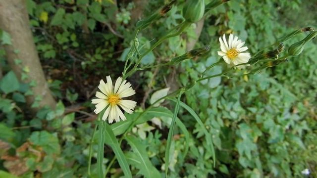 アキノゲシ/Lactuca indica 04_211015_北野トトロ