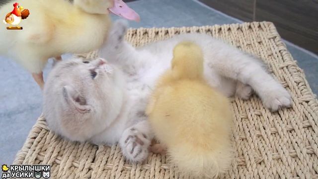 Утята и Цыплята - Кошки и котята - (148) Хвостики да Усики ❣️🐤