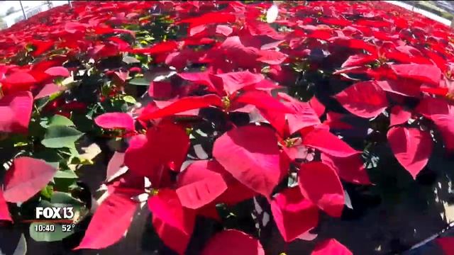 Bradenton family has been growing poinsettias for decades