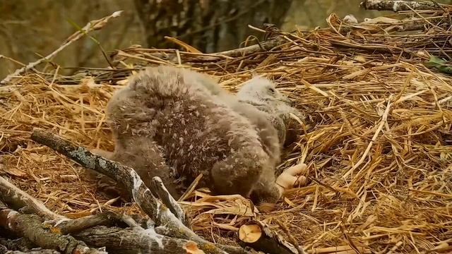Decorah Eagles.Жизнь гнезда.