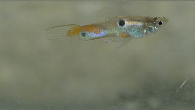 Guppy Growth In Greenhouse Final