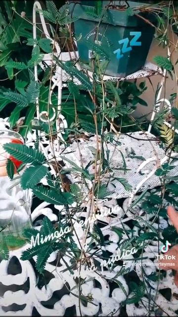 Mimosa pudica o planta dormilona | con Carolina Arte y más