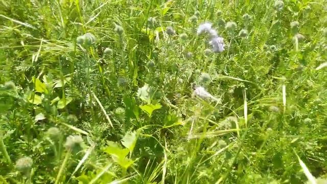 Цветение фацелии