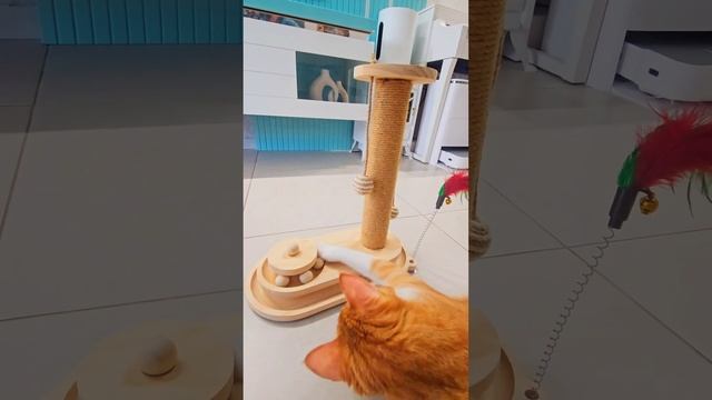 Новая игрушка Кошмарика (смотреть до конца)