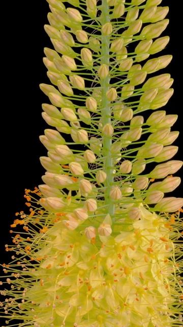 Eremurus (Eremurus spectabilis)  Blooming Timelapse