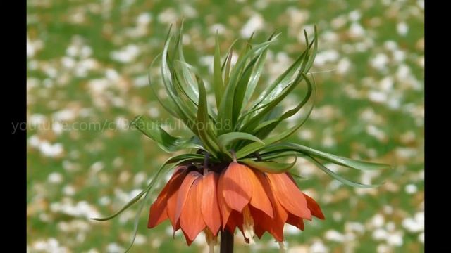 Fritillaria imperialis 🏵